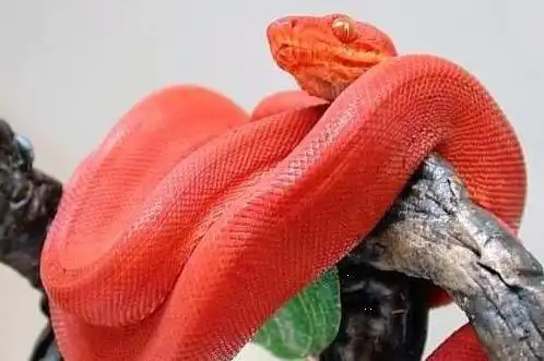 夫妻俩不忍心杀怀孕的母蛇,最后是蛇治好了女儿的病