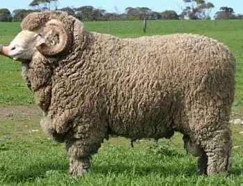 澳洲美利奴羊的地理分布