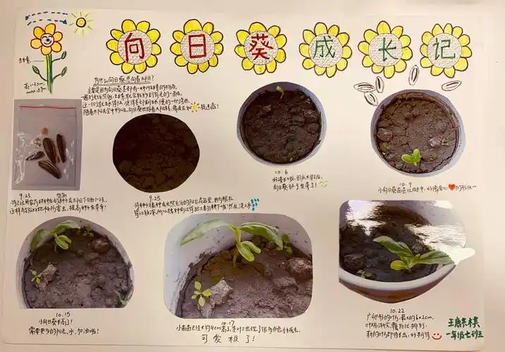 双中实验校附小一年级7班植物成长记录