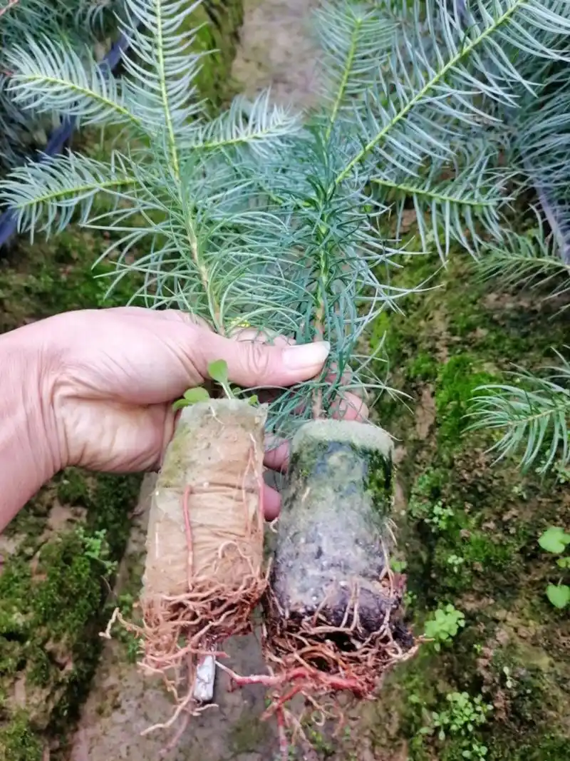金牌苗木人 #苗圃直供良种杉木苗 八角嫁接苗 油茶嫁接 - 抖音