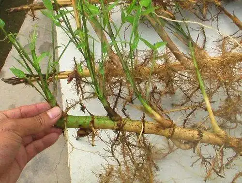 竹鞭竹子做的鞭子