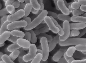 乳酸杆菌 - 搜狗百科