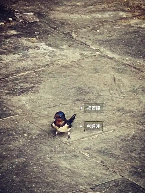 这燕子怎么有表情08