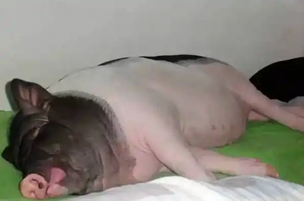 迷你猪惊变300斤大胖猪!