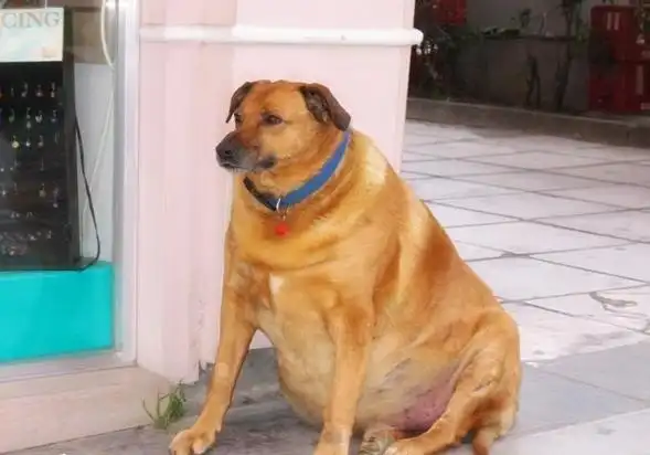 虽然胖嘟嘟的模样挺可爱,但肥胖却容易让动物们患上心血管等疾病,对于