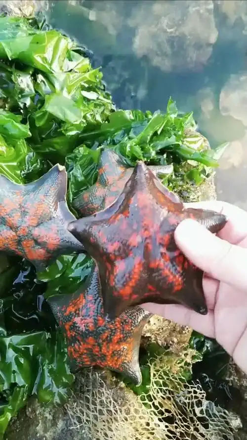 发现四个大海星,都说这样的有毒,是真的吗