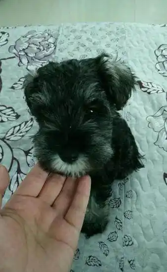 出售雪纳瑞幼崽,一个半月大