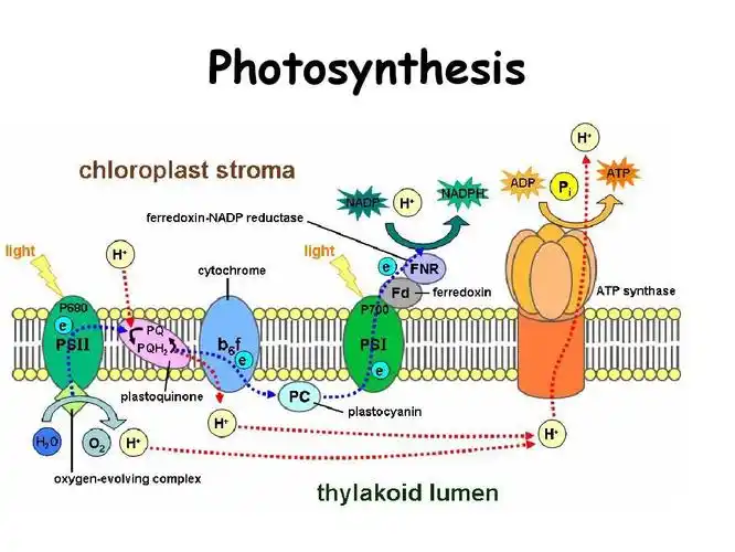 色素的提取,分离理化性质的鉴定和含量的测定(模) photosynthesis 第4