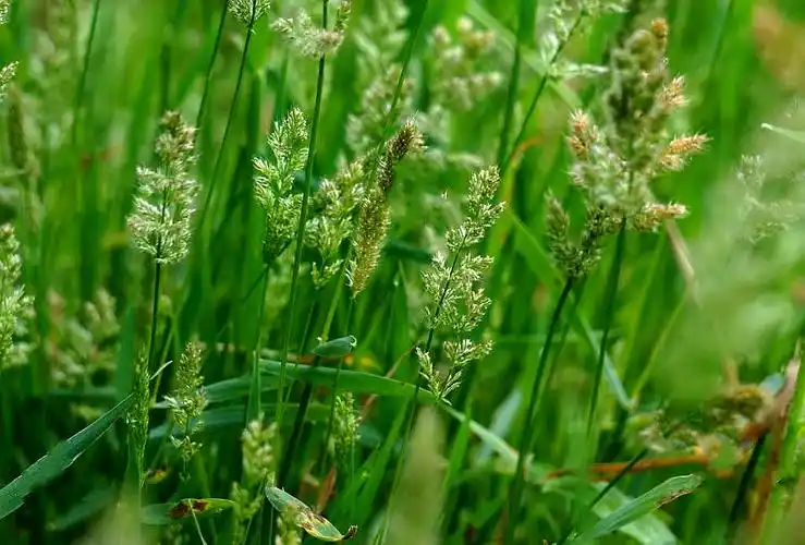 p>棒头草(学名: i>polypogon fugax /i> nees ex steud.