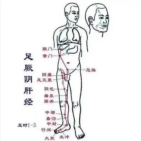 每天揉大腿内侧刮肝经无病一身轻