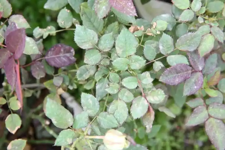 霜霉病-发病霜霉病-斑块霜霉病-溃疡霜霉病是月季最具毁灭性的病害