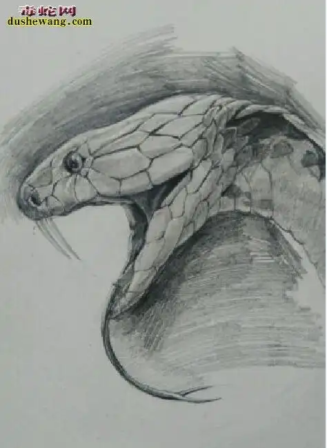 蛇的素描图片蛇铅笔素描图片大全