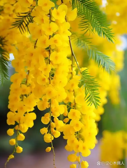 27世界各国🌸国花系列|澳大利亚~金合欢 在澳大利亚,居民的庭院不是