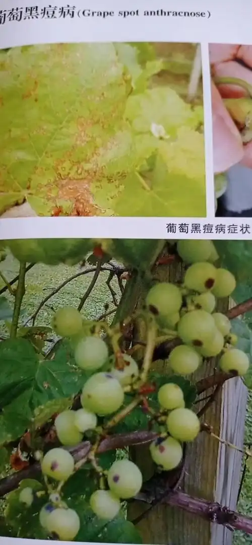 葡萄十大病害特效防治