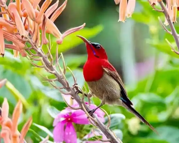 景东摄影爱好者家门口拍到新加坡国鸟——黄腰太阳鸟