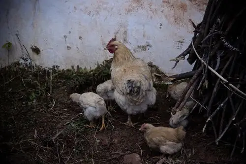 带着小鸡的母鸡妈妈.