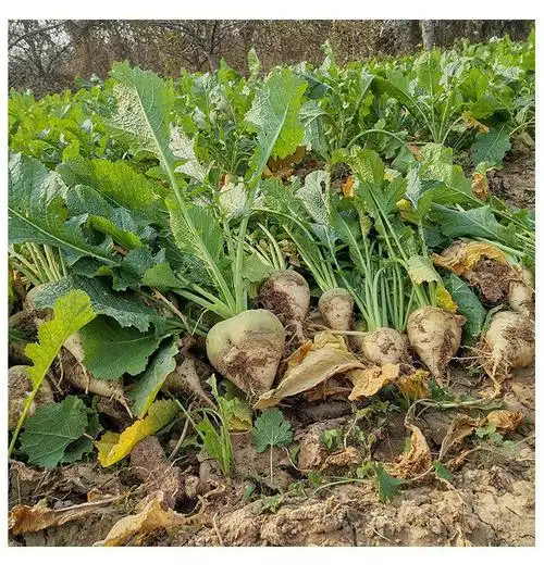 源外园 新鲜芥菜疙瘩芥菜头辣疙瘩生大头菜东北疙瘩菜芥菜辣菜疙瘩 9