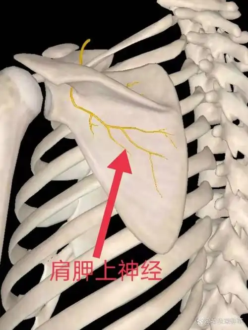 有一条很重要的神性所引发的肩背疼痛肩胛上神经