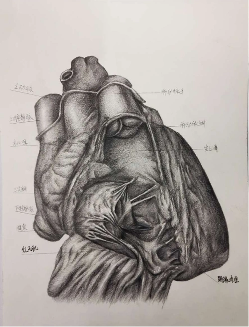 我院成功举办首届人体解剖学绘图大赛