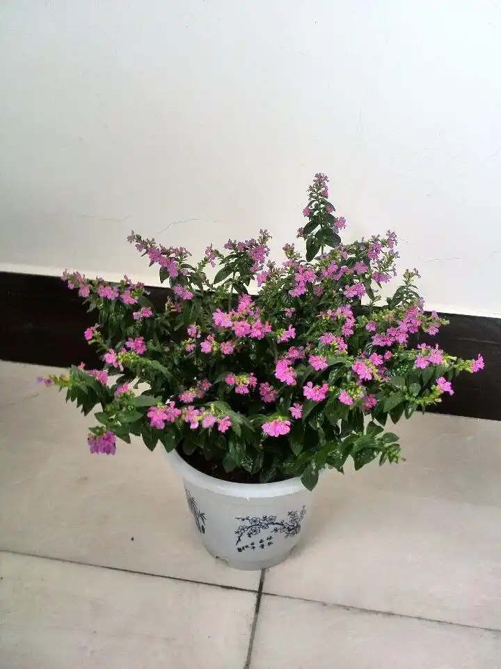 红颜色的小花盆栽?是什么啊?