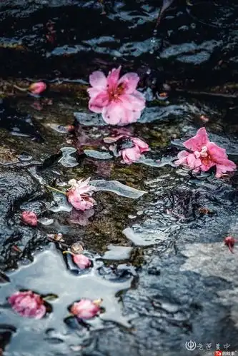 黄中摄影《春雨,落花》