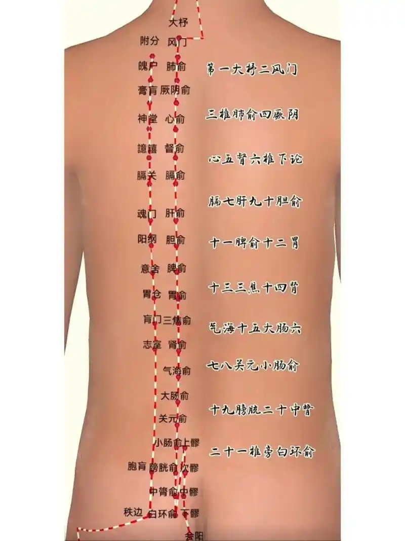 《背俞穴记忆歌诀》 《背俞穴记忆歌诀》 膀胱经背部第一侧线穴位总