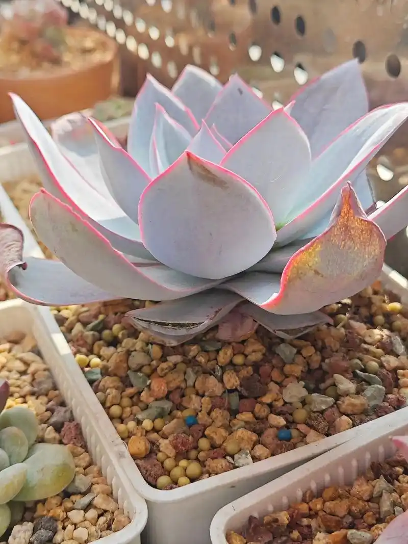 多肉三仙～广寒宫