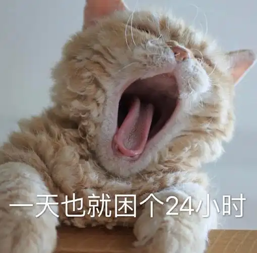 萌宠猫星人一天也就困个24小时困死了呆萌可爱gif动图_动态图_表情包