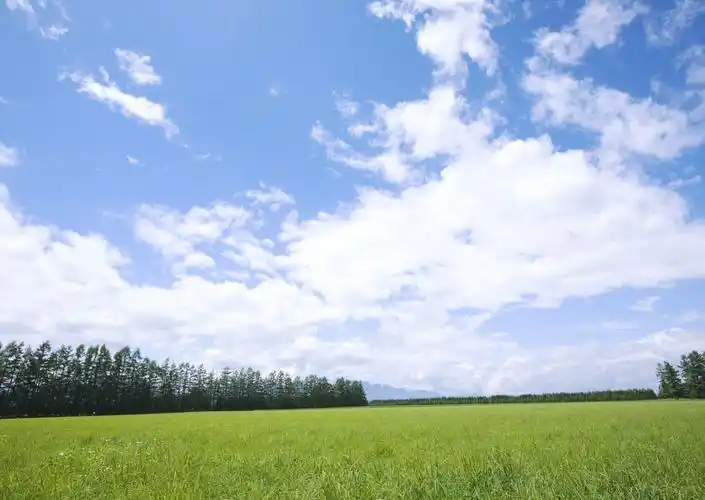 晴朗的天空和草地图片 - 第30张