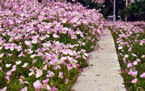 美丽月见草花苗多年生耐寒耐热宿根花卉花期园艺时令草本花卉