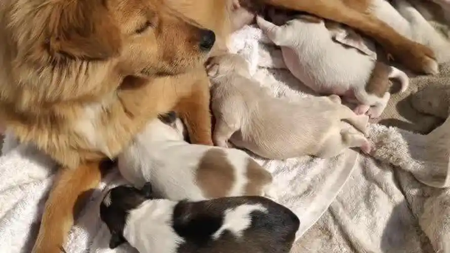 农村土狗和哈巴狗生的狗崽,真漂亮,一起看看你喜欢吗?