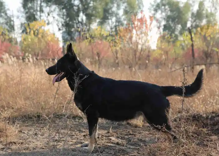已售成犬-种犬信息-东德牧羊犬,东德牧羊犬种公,东德牧羊犬种母,东德