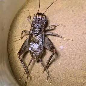 山东野生蛐蛐活体宁阳蟋蟀活物斗虫蛐蛐宁津翅子活虫大号大牙秋虫