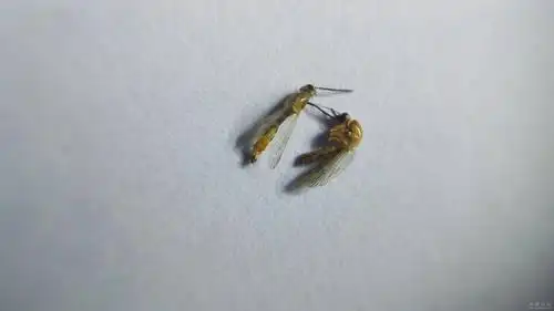 求教这是啥子库蚊呢?