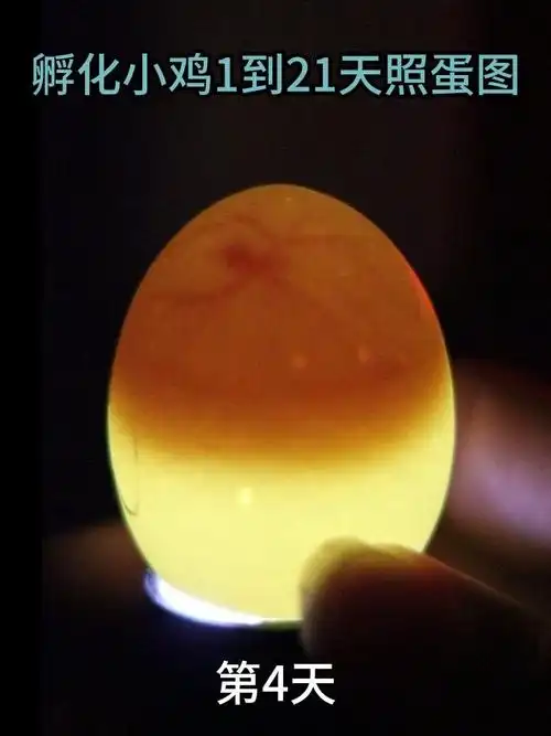孵化小鸡鸡蛋1到21天照蛋图图解