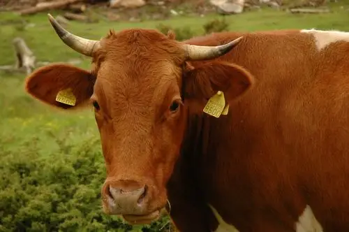 老黄牛近景特写图片