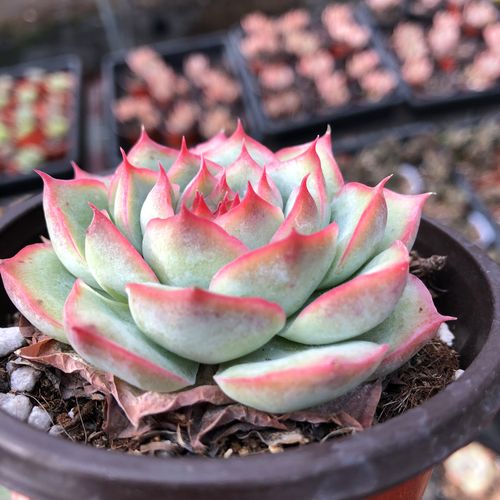 侧影法兰西玫瑰一物一拍多肉红边头群生冰边植物新手办公室阳台栽