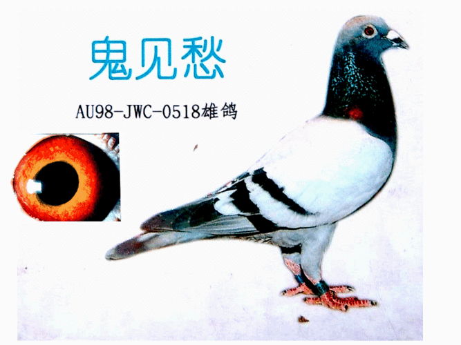 优秀的种鸽——西格穆勒