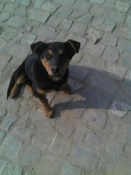 我家的小狼狗一眨眼的功夫就变成了大狼狗了,她今年一岁了,生了六只