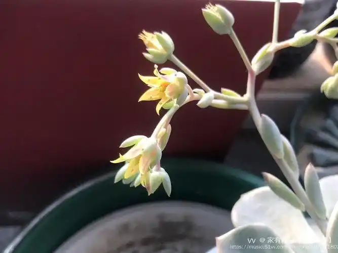 首发蓝石莲开花啦