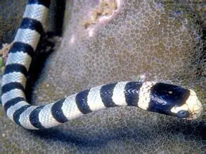 杜氏剑尾海蛇_手机互动百科