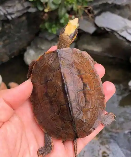 金钱龟图片金钱龟品种及价格