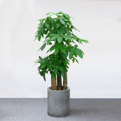 步步高发财树盆栽室内办公室大型招财树开业乔迁送礼大型绿植