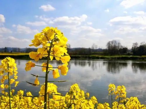 成都周边新发现,新晋油菜花观赏地,人称"小江南