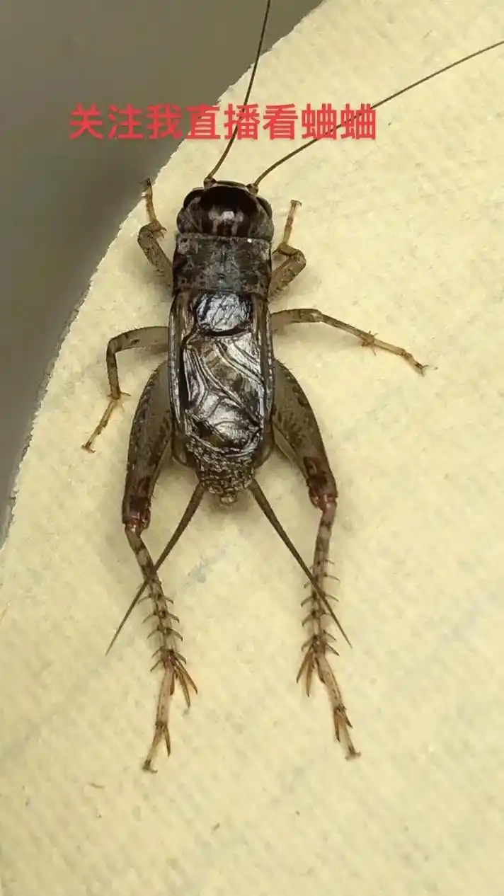 8-10-4白牙翅子;拍照时状态6厘2#蛐蛐蟋蟀鸣虫 #斗虫 - 抖音
