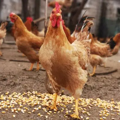 发2只老母鸡现杀新鲜笨土鸡肉2年农家村散养山林走地黄油整只正宗