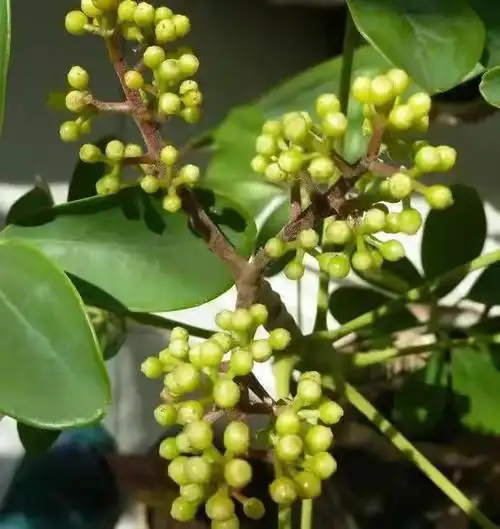 偷摘发财树果涉1300余元!6人被行拘