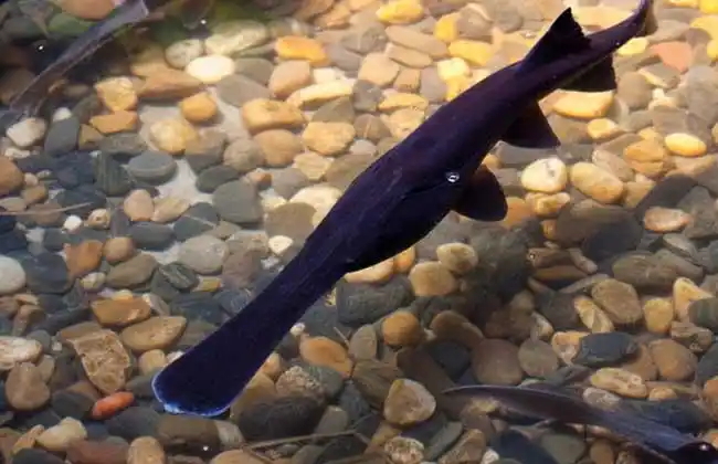 鸭嘴鱼是什么鱼