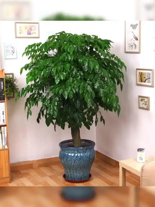 幸福树盆栽植物室内大客客厅树桩平安平安发发财大型绿植