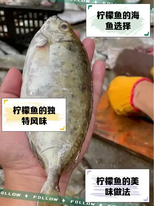 柠檬鱼海鱼